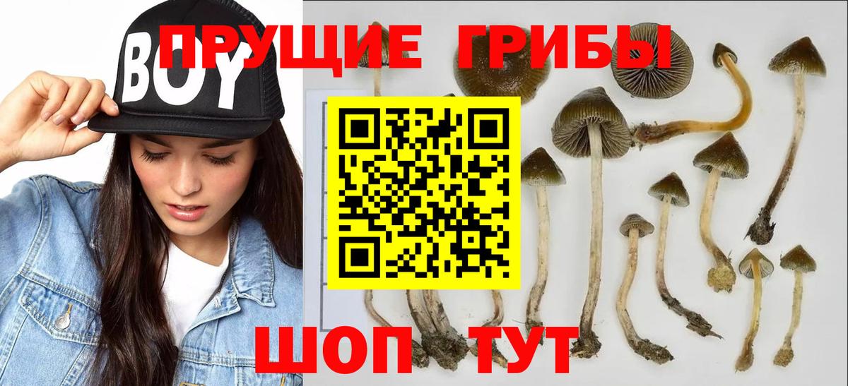 Галлюциногенные грибы Psilocybe Березники